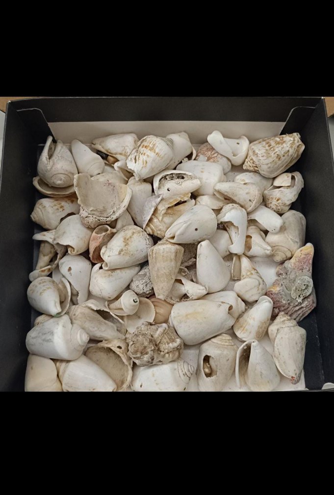 deniz kabukları midye ve salyangoz kabuğu - Görsel 2