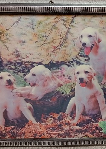 Beyaz Kedi Aksesuarı Çerçeveli Tablo 3 boyutlu - Görsel 10