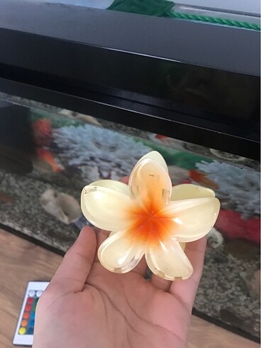 Beden SARI LOTUS TOKA