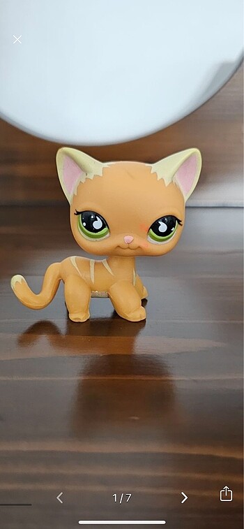 Lps shorthair miniş