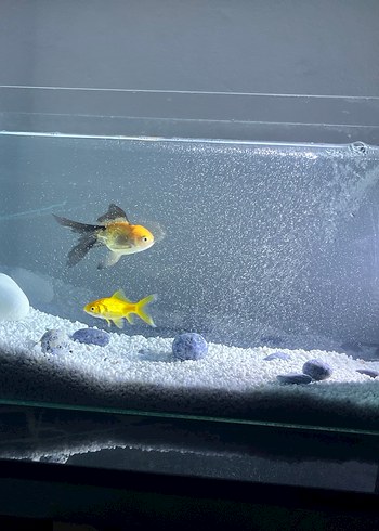 Akvaryum - Görsel 2