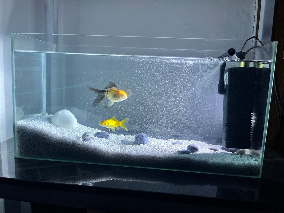 Akvaryum - Görsel 2