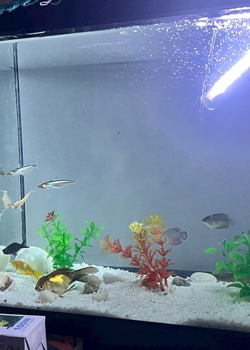 Akvaryum - Görsel 2