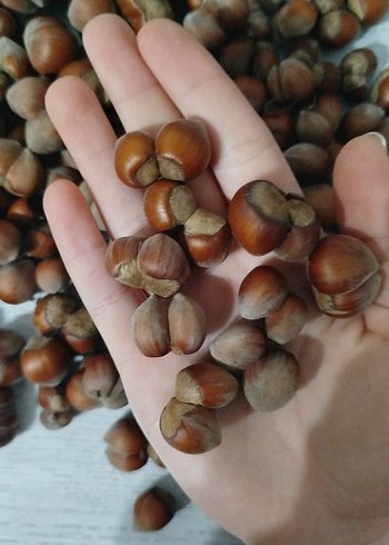 Fındık - Görsel 2