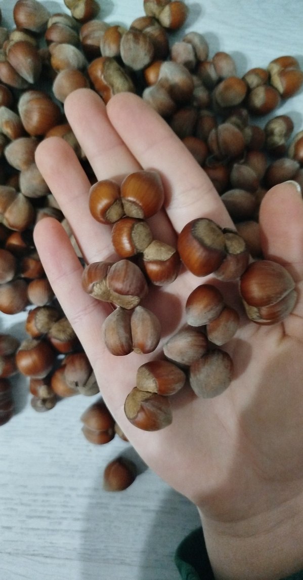 Fındık - Görsel 2