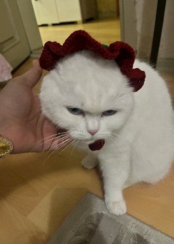Beyaz Kedi Aksesuarı - Görsel 2