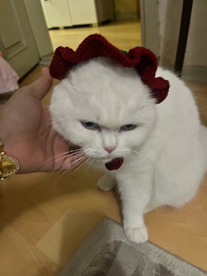 Beyaz Kedi Aksesuarı - Görsel 2