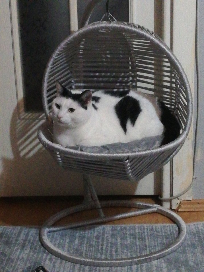 Beyaz Kedi Salıncağı - Görsel 2