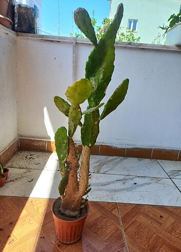2K Kaynana dili kaktüs 60 cm üstü