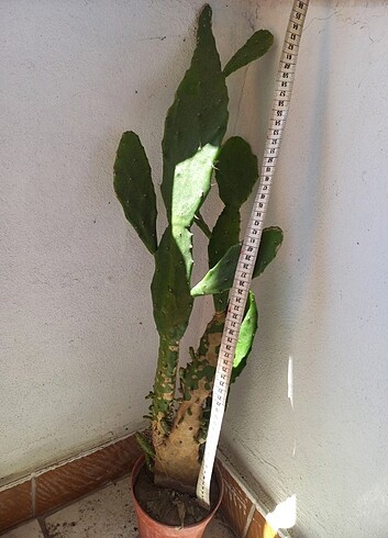  Beden Kaynana dili kaktüs 60 cm üstü