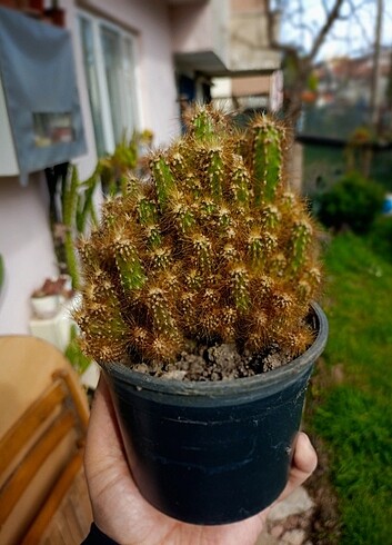 Kaktüs