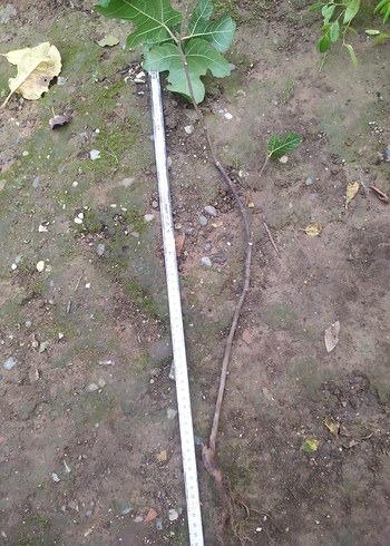 incir fidanı - Görsel 2