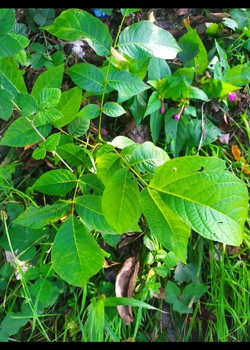 ceviz fidanı - Görsel 2