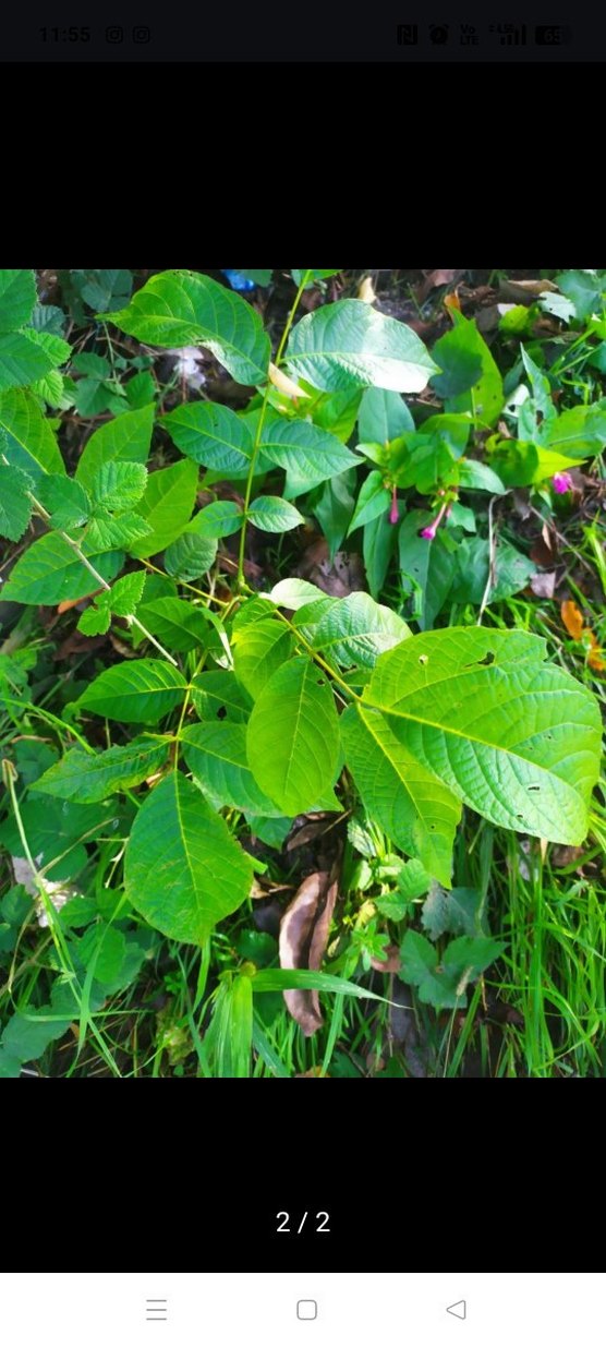 ceviz fidanı - Görsel 2