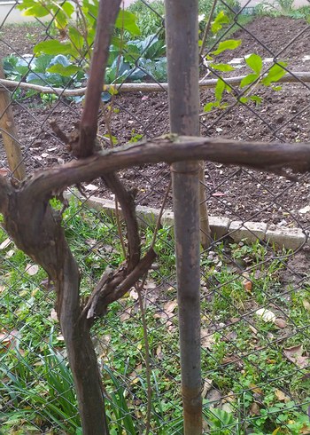 nar fidanı - Görsel 2