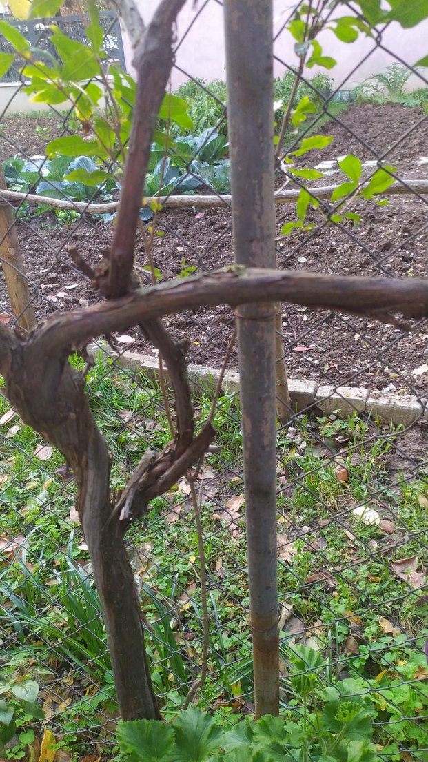 nar fidanı - Görsel 2