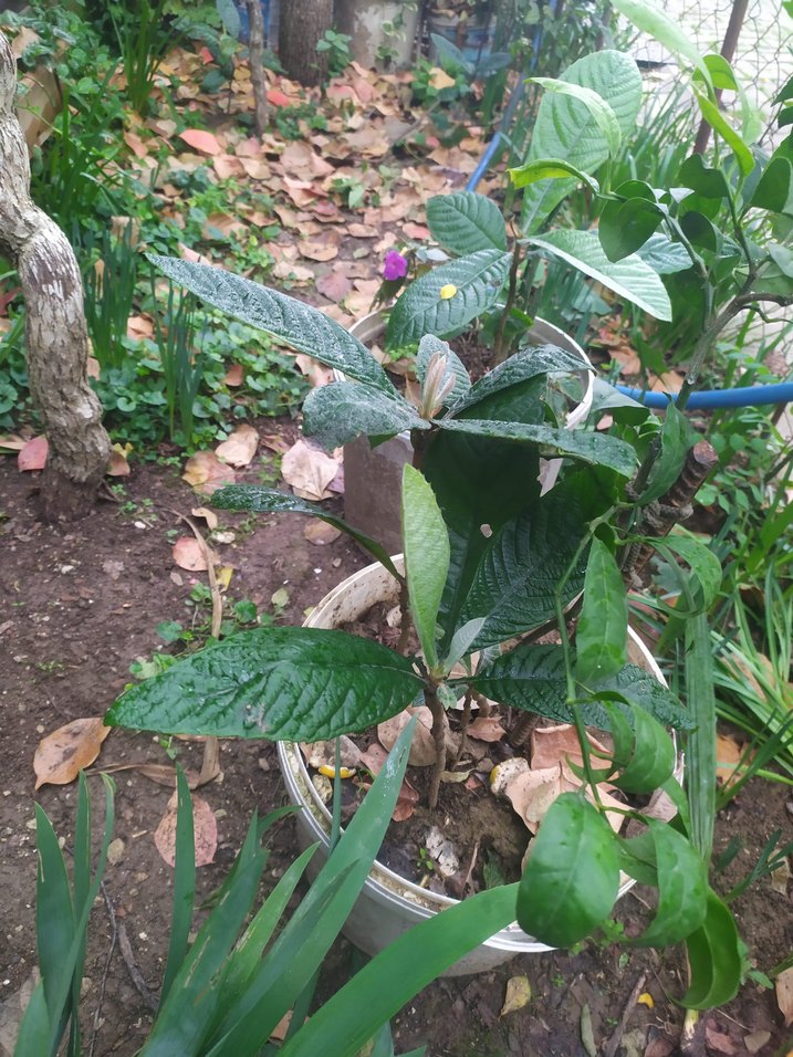 malta eriği ( yenidünya ) fidanı - Görsel 2