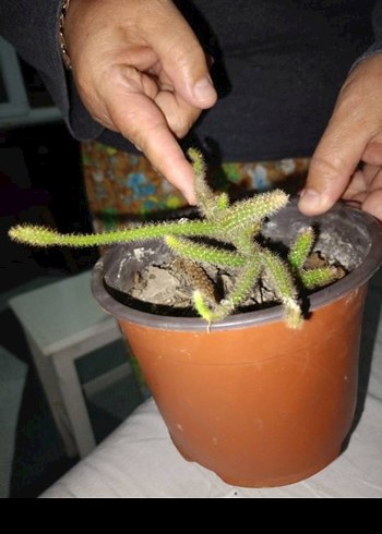 Pembe Çiçekli Dekoratif Kaktüs - Görsel 2