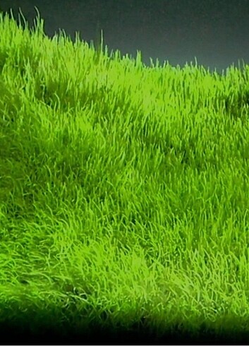 Utricularia Graminifolia