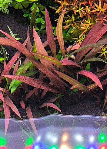 Criptone Sipiralis tiger