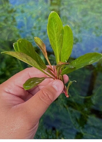 Samolus Red
