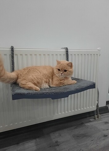 Kedi yatağı 