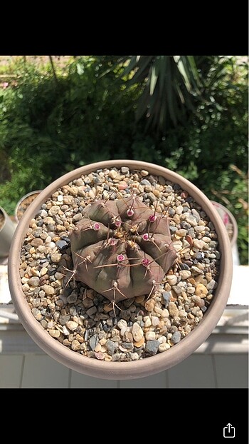 Gymnocalycium Mihanovichii Stenogonum kaktüs
