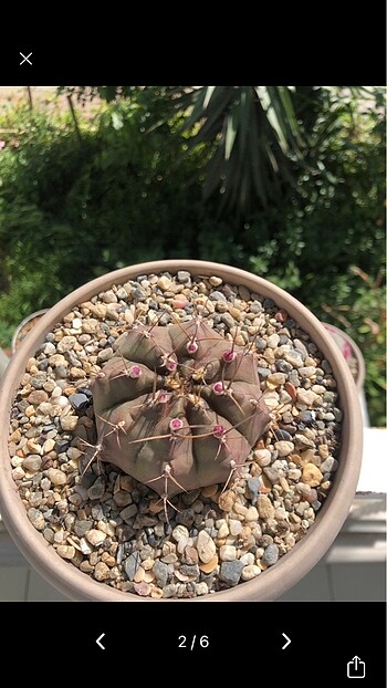 Diğer Gymnocalycium Mihanovichii Stenogonum kaktüs