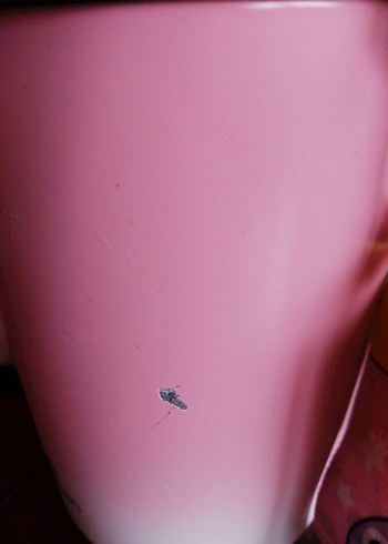 Emsan Çelik dinozor suluk - Görsel 3