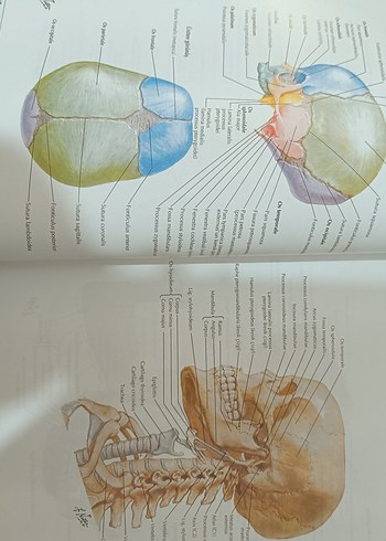 Beden Renk Frank H. Netter İnsan Anatomisi Atlası