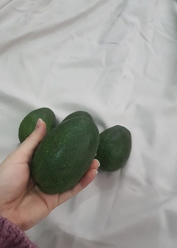 4 tane BÜYÜK boy avokado - Görsel 2