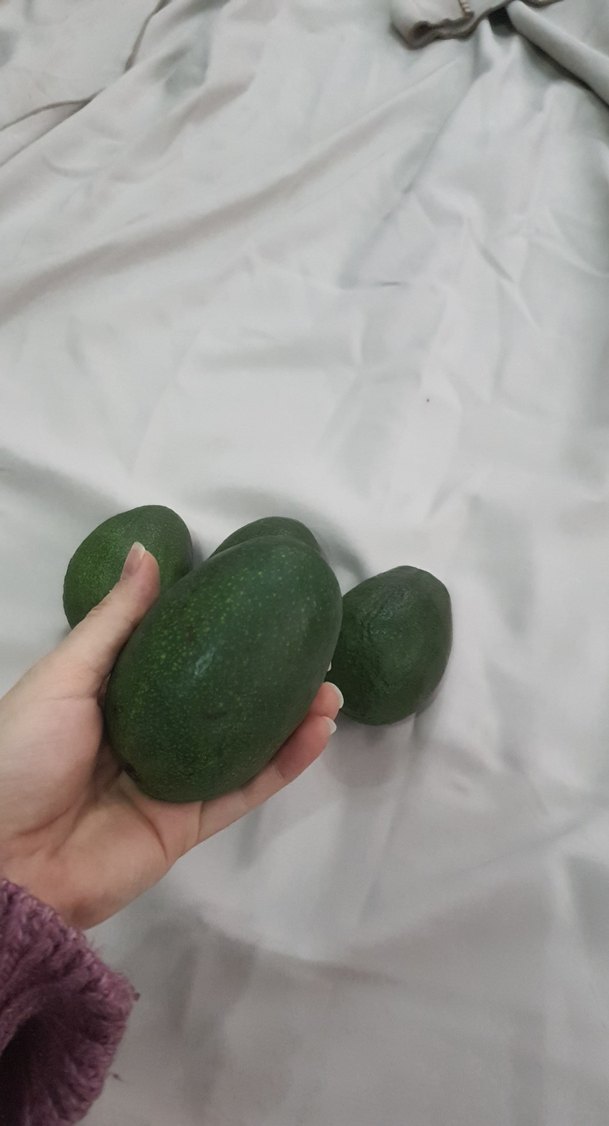 4 tane BÜYÜK boy avokado - Görsel 2