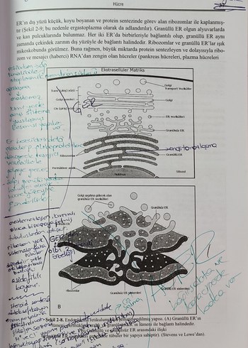 Beden Renk Temel Histoloji - Prof. Dr. Aytekin Özer