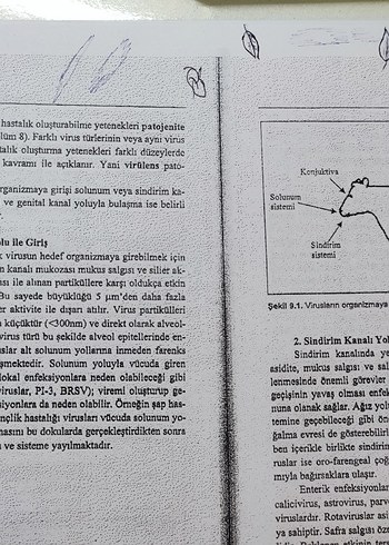 Genel Viroloji - Prof. Dr. Kadir Yeşilbağ - Görsel 4