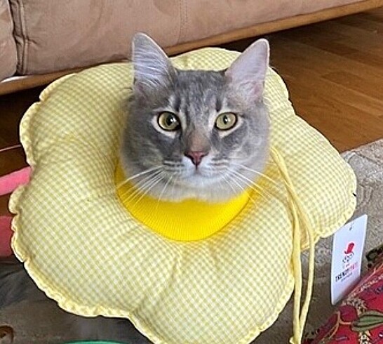 Kedi koruma yastığı
