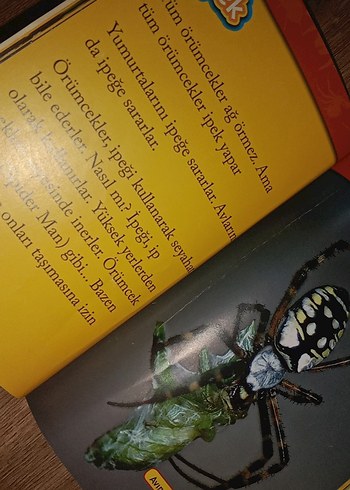 National Geographic Kids: Örümcekler Kitabı - Görsel 2