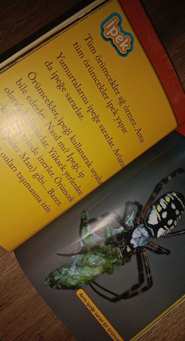 National Geographic Kids: Örümcekler Kitabı - Görsel 2