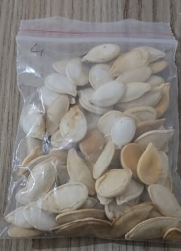  Beden Renk Atatohum çeşidi 