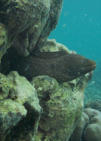 Kodak EasyShare Sport C123 Dijital Kamera - Görsel 6