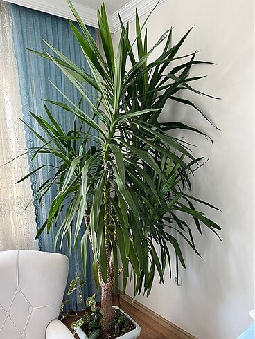 Yucca Gigantea