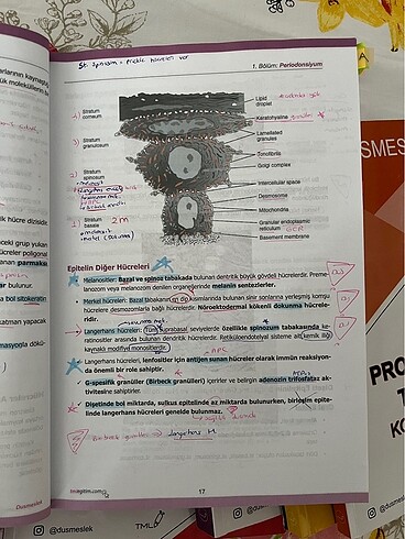 Dusmeslek konu anlatım kitapları temel+klinik