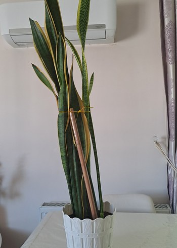 Uzun yeşil yapraklı dekoratif salon bitkisi - Görsel 3