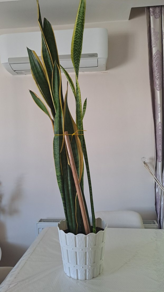 Uzun yeşil yapraklı dekoratif salon bitkisi - Görsel 3