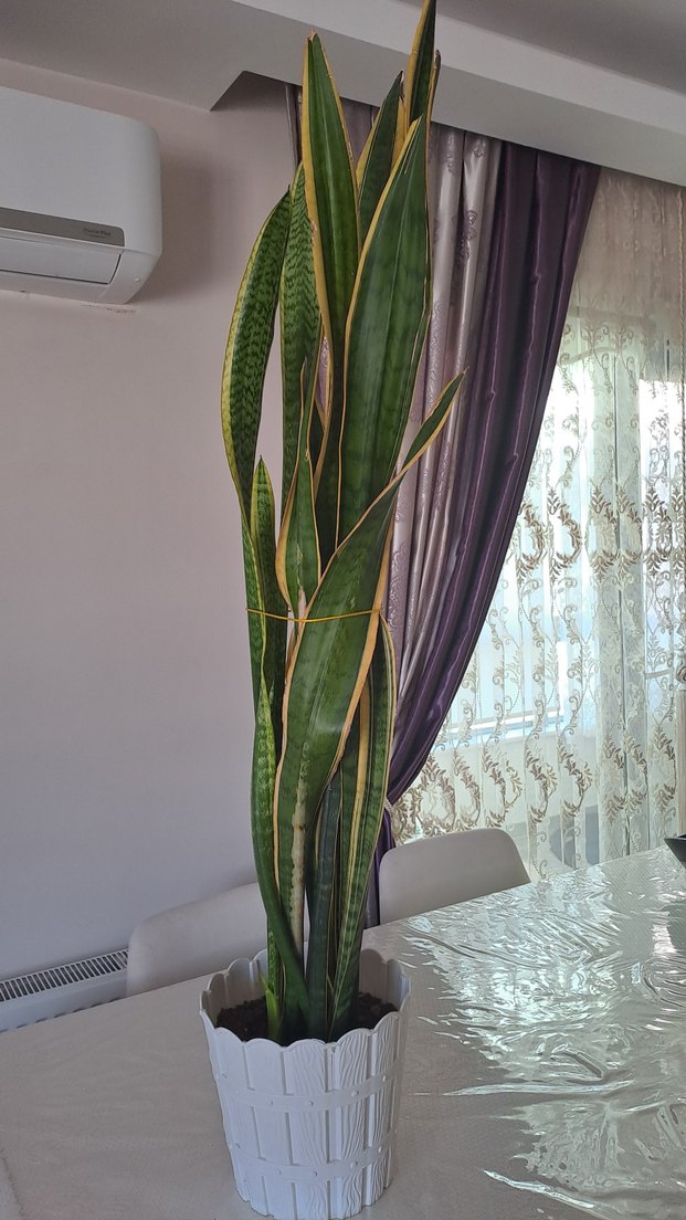 Uzun yeşil yapraklı dekoratif salon bitkisi - Görsel 2