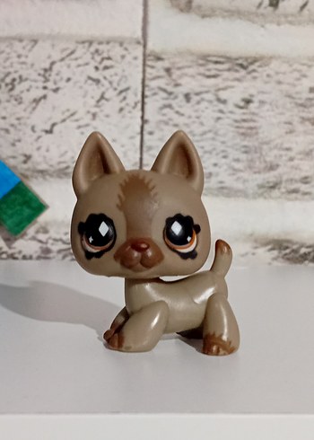 Lps köpek miniş