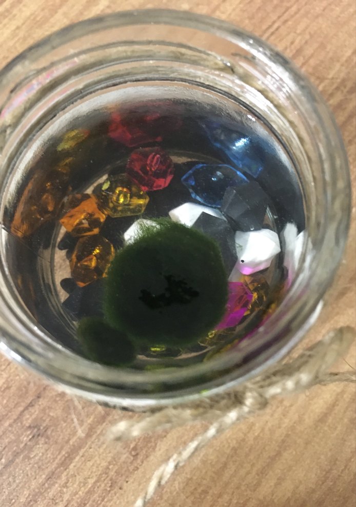 Renkli Taşlı Dekoratif Kavanozunda marimo şans yosunu - Görsel 4