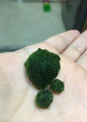 Bohem Tarzı El Yapımı marimo şans yosunu - Görsel 9