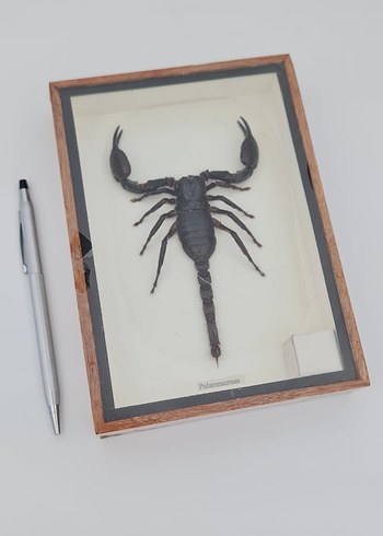 Kahverengi Akrep - Görsel 4