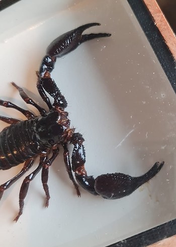 Kahverengi Akrep - Görsel 3