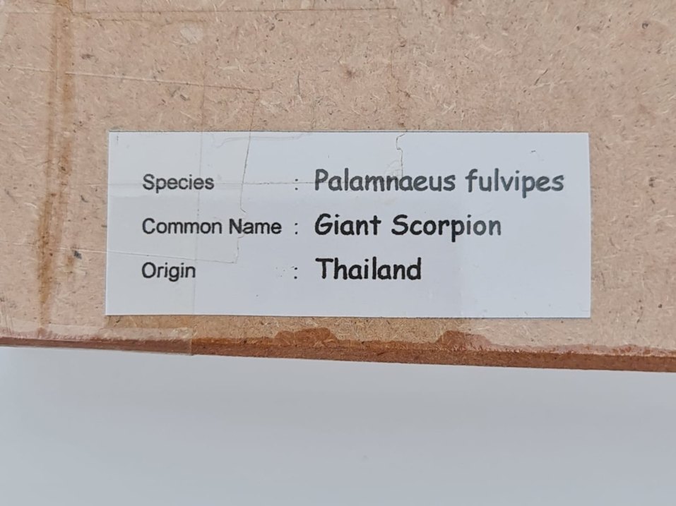 Kahverengi Akrep - Görsel 5